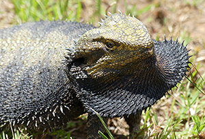 Pogona henrylawsoni